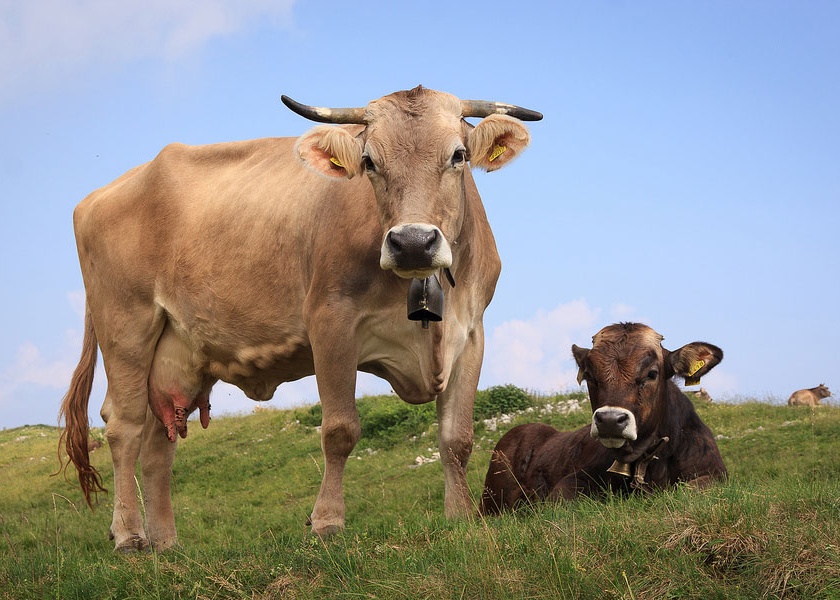 Insurance can be avoided now cattle | पशुधनांचाही आता उतरवता येणार विमा