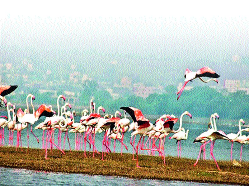 The visitors 'Flamingo' boasts of a brightly lit water reservoir | पाहुण्या ‘फ्लेमिंगो’ने बहरला उजनी जलाशयाचा परिसर
