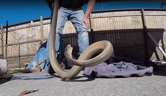 Stunts caught by poisonous snakes! Demonstration of snakes can be fatal | विषारी साप पकडून स्टंटबाजी ! सापांचे प्रदर्शन, असे कृत्य ठरू शकते जीवघेणे