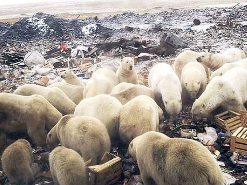 This Russian town invaded by polar bears pics and videos goes viral | Video : बर्फात राहणाऱ्या अस्वलांचा गावावर हल्ला, लोकांना दुसरीकडे करावं लागलं शिफ्ट!