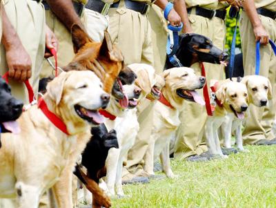 Coronavirus: Dogs also exercise to overcome coronavirus; Perform inspections from time to time | Coronavirus: कोरोनावर मात करण्यासाठी श्वानही करताहेत व्यायाम; वेळोवेळी तपासणी सुरू