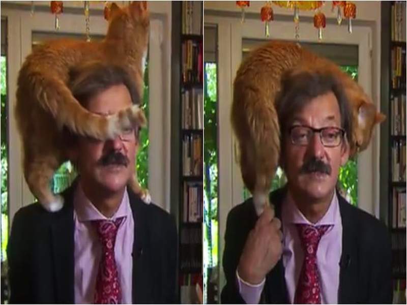 VIDEO: Cat steals the show as it ‘interrupts’ political analyst’s TV interview | VIDEO-टीव्हीवर बोलणाऱ्या विश्लेषकाच्या डोक्यावर बसले मांजर