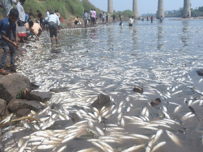 Dead fish in Krishna river in Sangli, pollution has crossed the limit | सांगलीत कृष्णा नदीत मृत माशांचा खच, प्रदूषणाने मर्यादा ओलांडल्या
