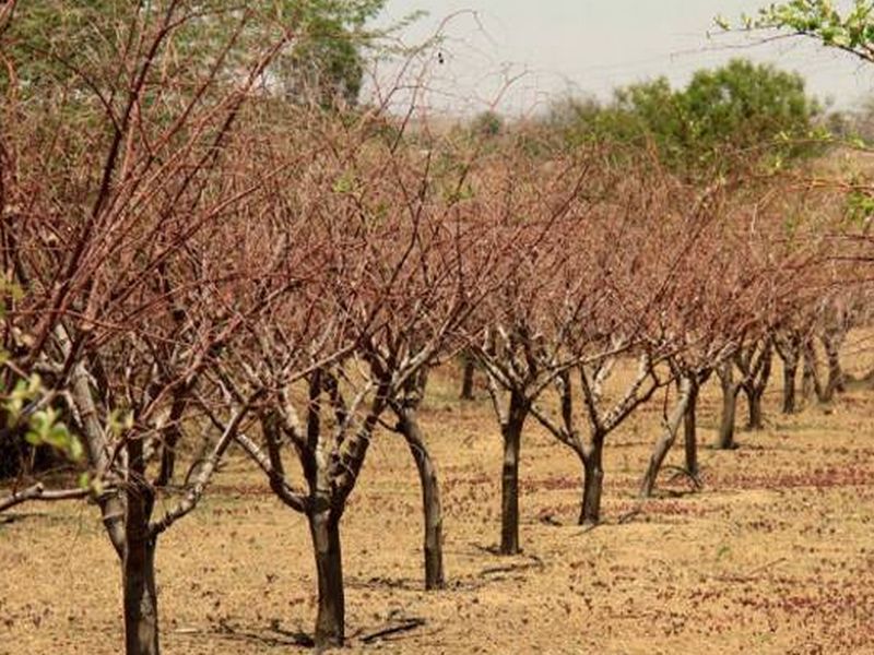  Two hundred hectares of pomegranate grapes are made in Beed; The same situation in banana, mango garden | बीडमध्ये दोनशे हेक्टरवरील डाळिंबाच्या बागा वाळल्या; केळी, आंब्याच्या बागांत तीच परिस्थिती