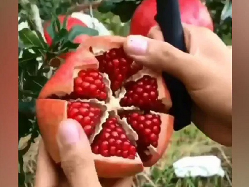 Is slicing pomegranate so easy hack video goes viral over 3 million views | डाळिंब सोलणं इतकंही सोपं असतं यावर विश्वास बसणार नाही, ३० लाख लोकांनी पाहिलाय व्हिडीओ!
