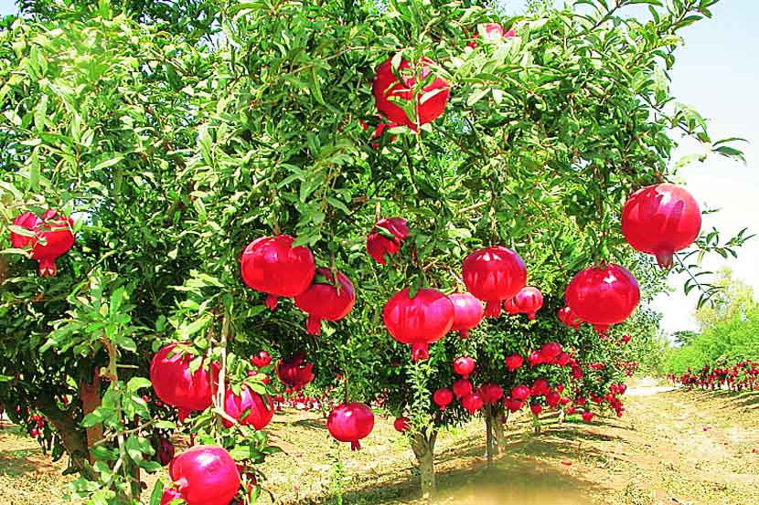 Solapur is the center of choice for exportable pomegranate production | Good News; निर्यातक्षम डाळिंब उत्पादनासाठी केंद्राची सोलापूरला पसंती