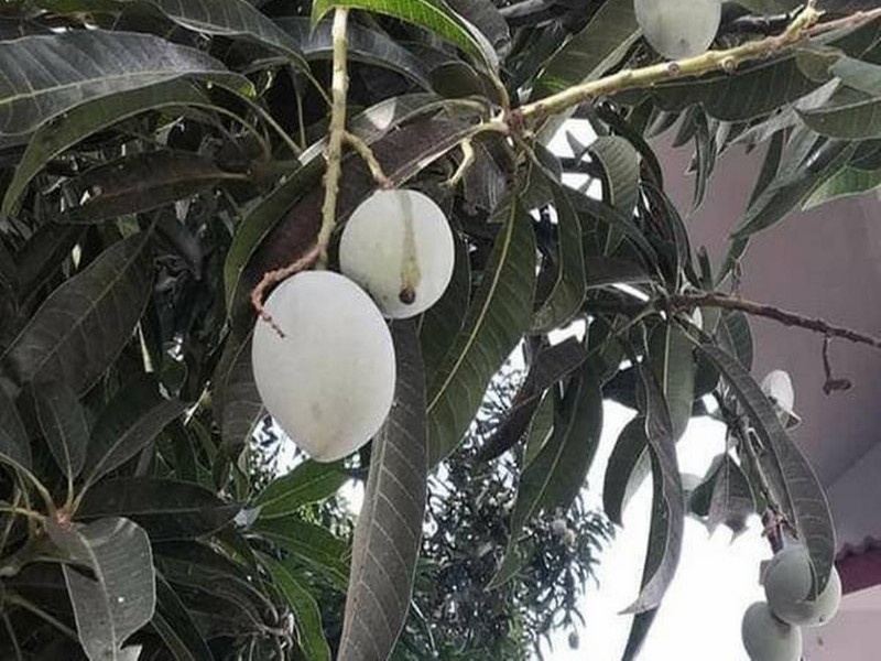 Rare mango that blooms three times a year will be named 'Bharat'! | वर्षातून तीन वेळा बहर येणाऱ्या दुर्मिळ आंब्याला देणार ‘भारत’ नाव!