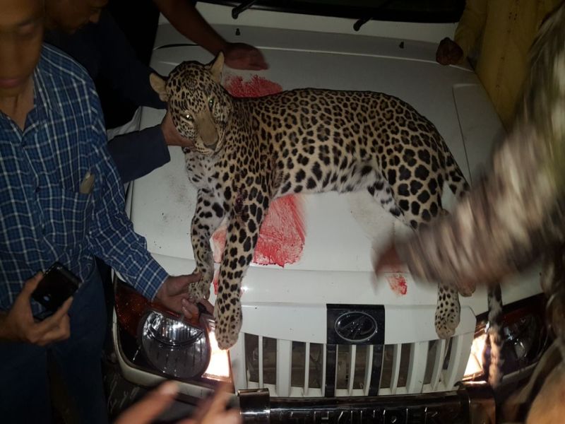 post martem of maneater leopard killed at Chavisgaon taluka in Warkheda | चाळीसगाव तालुक्यातील वरखेडे येथे मारलेल्या नरभक्षक बिबट्याचे अज्ञातस्थळी शवविच्छेदन