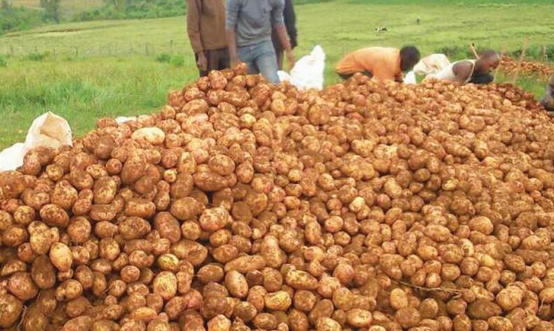 100 crore loss of potato in the state! | राज्यात बटाट्याचे १०० कोटींचे नुकसान!