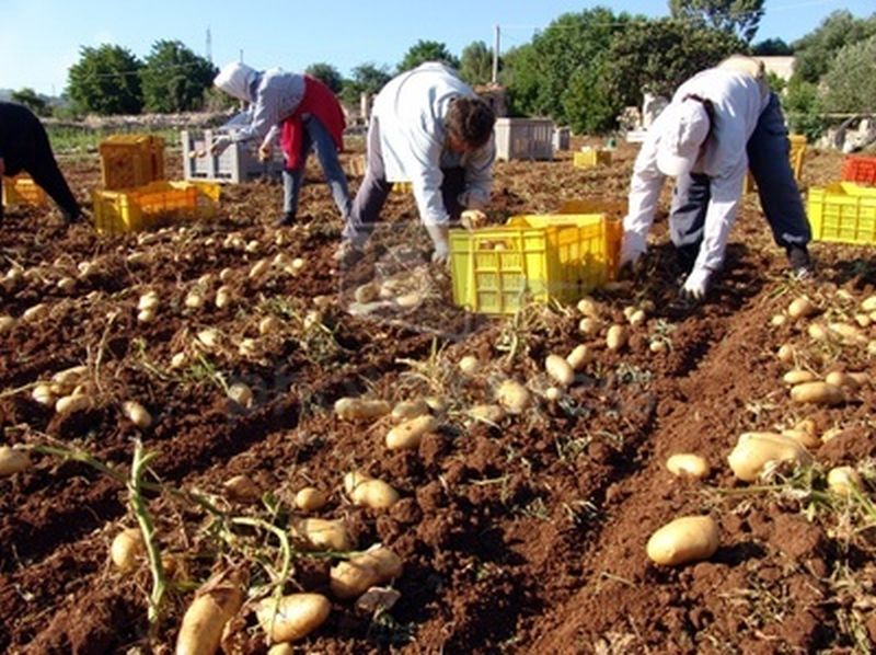 Potato fields grow in the state! | बटाट्याचे क्षेत्र ३० हजार हेक्टरपर्यंत वाढले!