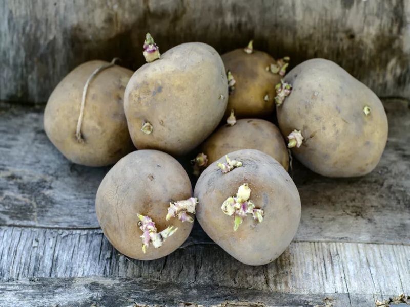 is it safe to eat sprouting potato or aaloo | कोंब आलेल्या बटाट्यांचा वापर करावा की नाही?