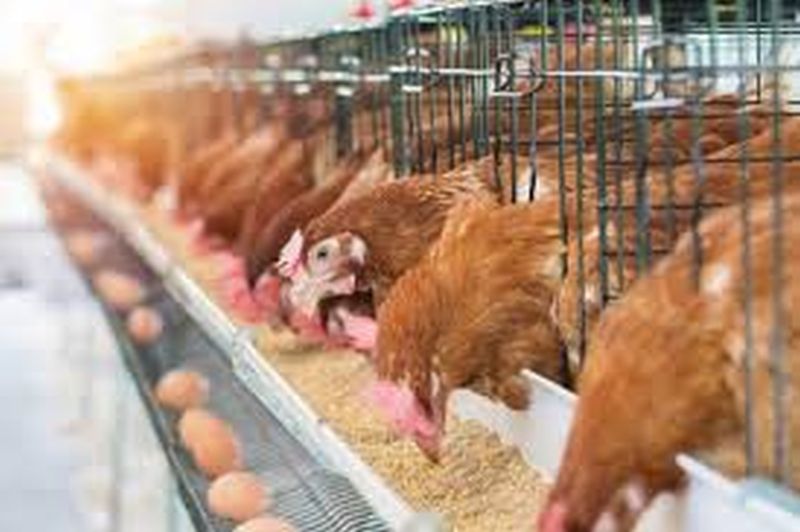 coronavirus: Poultry commercial awaits for help in Raigad | coronavirus: पोल्ट्री व्यावसायिक मदतीच्या प्रतिक्षेत, 'निसर्ग'मुळे कोट्यावधीचे नुकसान झाल्याचा अंदाज