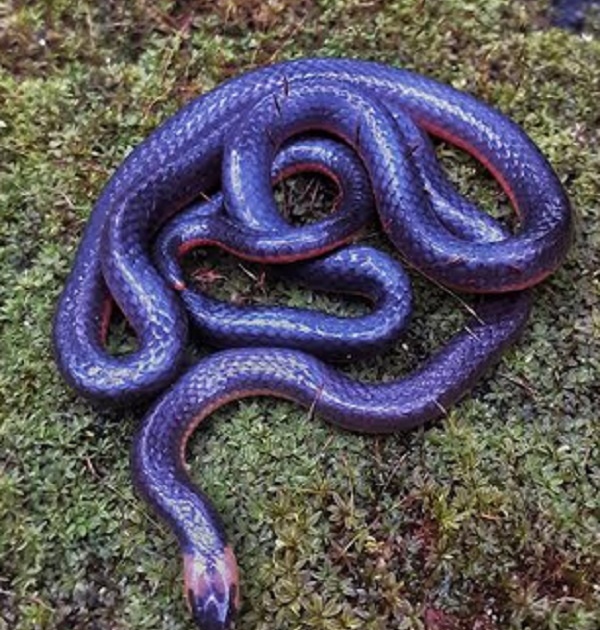 Extremely rare coral snake found in Sindhudurg | जैवविविधतेत भर; सिंधुदुर्गमध्ये सापडला अति दुर्मीळ पोवळा साप