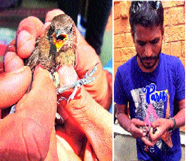 Pets of sparrows unfriendly by animals: - The events of Sangli | प्राणीमित्रांनी मुक्त केले चिमणीच्या पिलांना - : सांगलीतील घटना