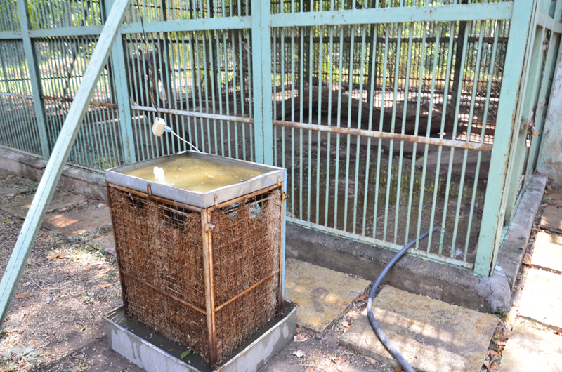 Sloping human beings; Koller continued to run the cage at the zoos of Solapur | बिबट्यांना झुळूक माणुसकीची; सोलापुरातील प्राणिसंग्रहालयात पिंजºयापुढे लागले कुलर 