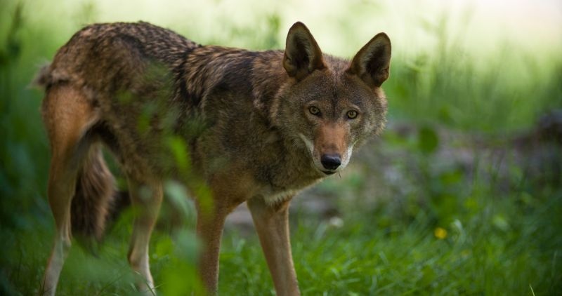 Rabies to wolves in Melghat; Crisis on tigers too | मेळघाटातील लांडग्यांना रेबिज; वाघांवरही संकट