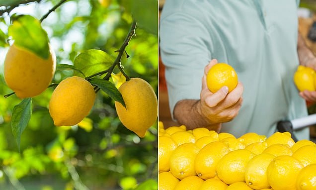 Prime Minister's Crop Insurance for Orange and Lemon Fruit | संत्रा व लिंबू या फळपिकांकरिता प्रधानमंत्री पीक विमा