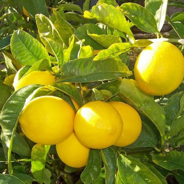 Lemon producing farmers in crisis; Not just the market, prices fell | लिंबू उत्पादक शेतकरी संकटात ; बाजारपेठच नाही, दर घसरले
