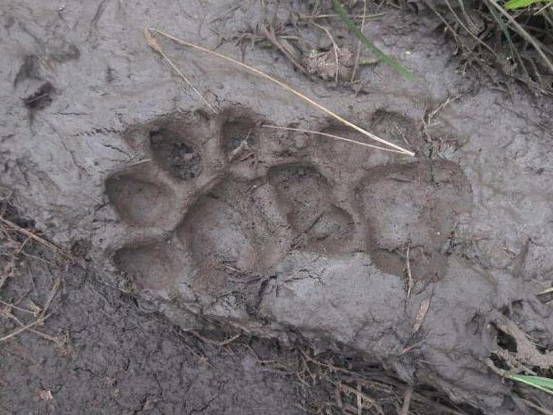 pugmark of man eater tigress found in amravati | नरभक्षक वाघिणीचे पगमार्क आढळले; लाईव्ह लोकेशन नाही