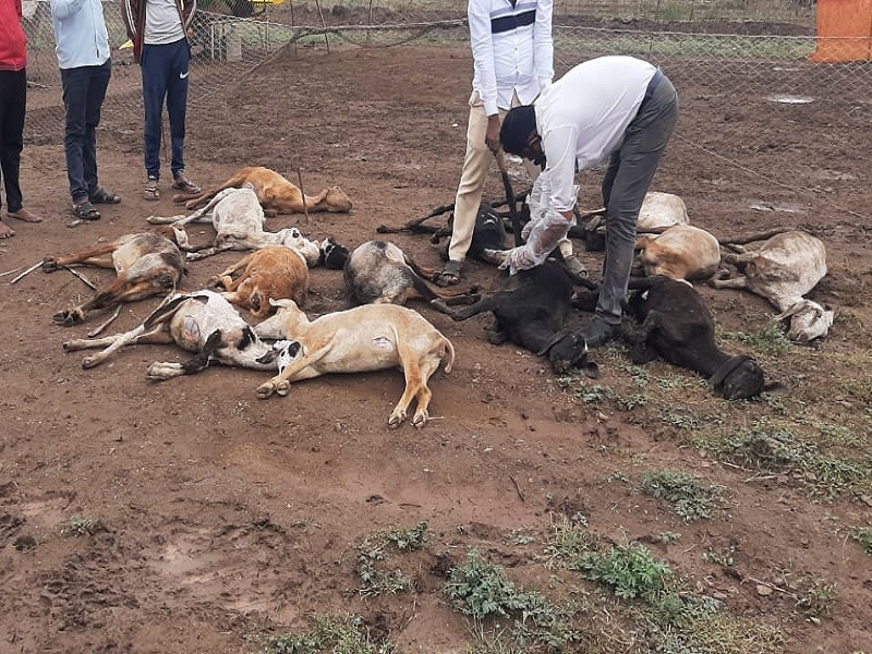 heavy rains hit farmers daund 15 sheep died on the spot due to cold | अवकाळी पावसाचा दौंड तालुक्यातील शेतकऱ्यांना फटका; थंडीने पंधरा मेंढ्या जागीच ठार
