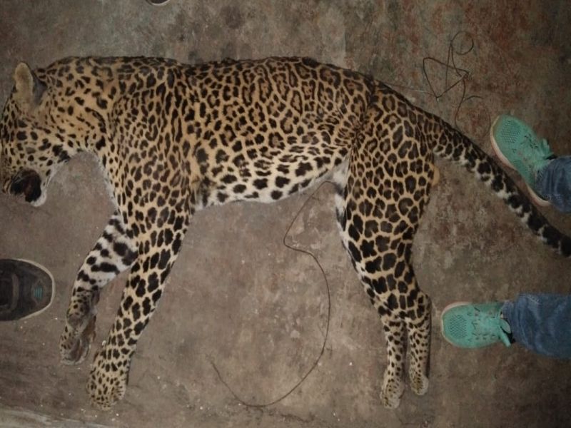 Pune : leopard stuck in Hunting net and dies at aamby valley | अॅम्बी व्हॅलीमध्ये बिबट्याचा शिकाऱ्यांच्या जाळ्यात अडकून मृत्यू