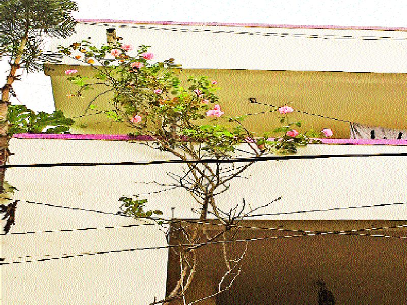 Rose tree extended up to 30 feet | ...त्याचा वेलू गेला गगनावरी, गावठी गुलाबाचा विस्तार झाला तब्बल ३० फुटांपर्यंत