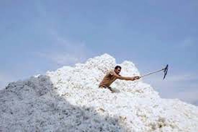 Purchase of 2250 quintals of cotton in four days in Washim district | वाशिम जिल्ह्यात चार दिवसांत २२५० क्विंटल कापूस खरेदी 