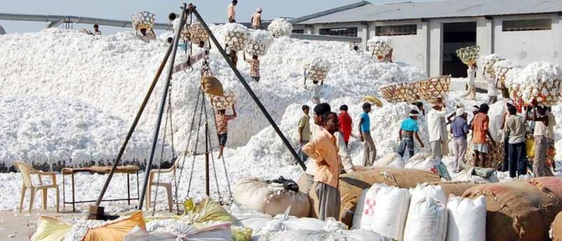 The possibility of delaying the purchase of cotton; Farmers in trouble | कापूस खरेदी लांबण्याची शक्यता; शेतकरी अडचणीत