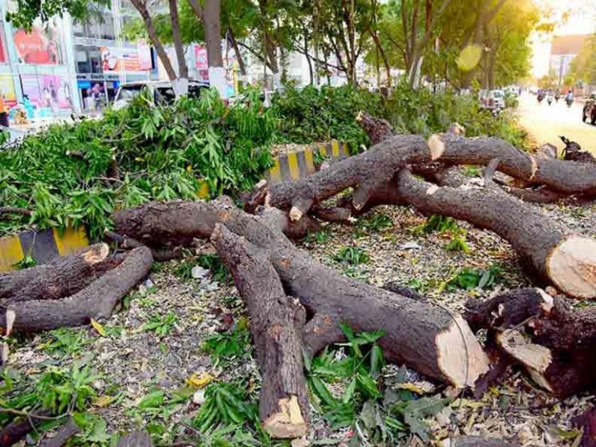 in mumbai the municipality has sent notice to 1 thousand mumbaikars and warned them to prune the branches of dangerous tree | तुमच्या झाडांच्या फांद्यांची छाटणी करा वेळेत; पालिकेच्या १,८५५ जणांना नोटिसा 