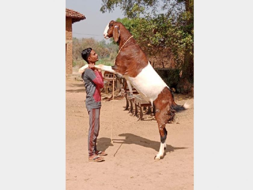 150 kg goat named pushpa got famous after pushpa movie | फ्लावर समझे क्या... १५० किलो का ‘पुष्पा’ है मै!