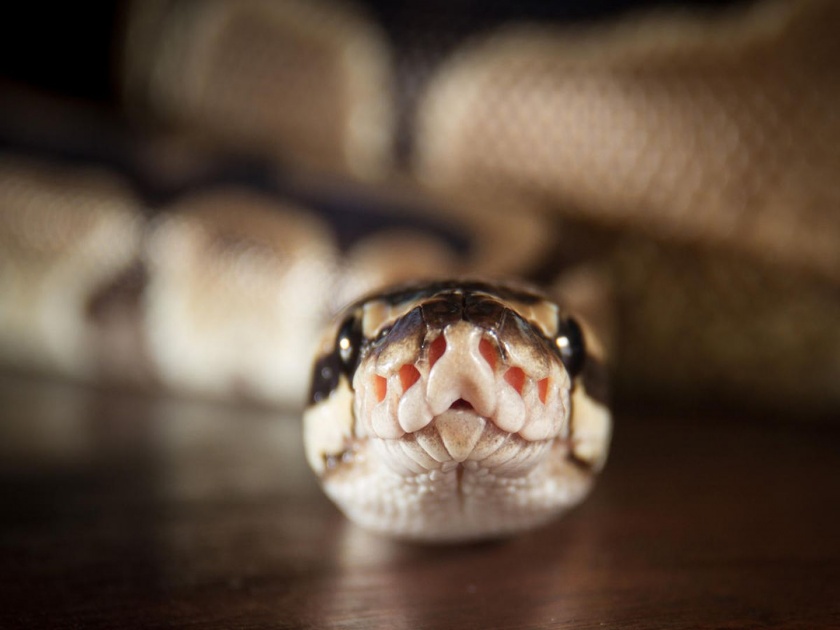 Woman found dead with a 8ft long python around her neck in a house full of 140 snakes | 8 फुटांच्या अजगराने दिला होता महिलेच्या मृतदेहाला विळखा; घरातही सापडले 140 साप