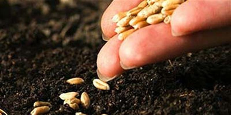 77 Thousand quintals of seed will be required for Rabi season | रब्बी हंगामासाठी लागणार ७७ हजार क्विंटल बियाणे