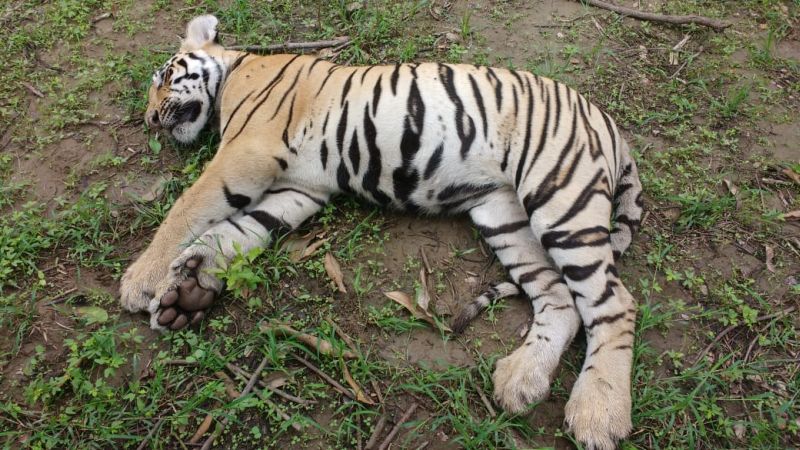 Three tigers died in Chandrapur district | चंद्रपूरात एका वाघिणीसह दोन बछड्यांचा मृत्यू; विषबाधेचा संशय