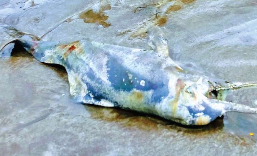 Dead dolphin found on Murud beach | मुरुड समुद्रकिनारी आढळला मृत डॉल्फिन