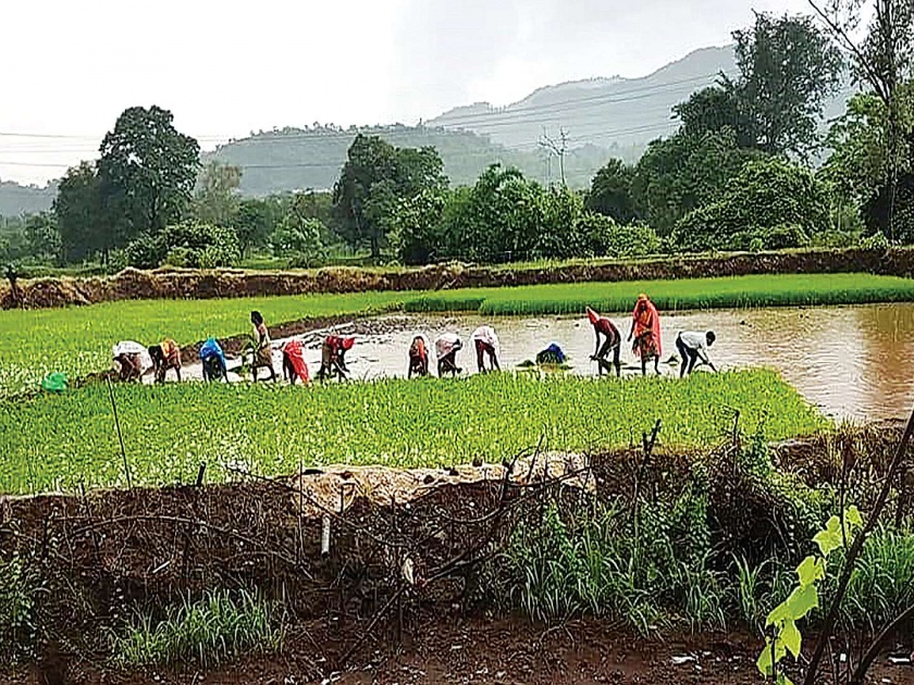 Due to strong rains, the speed of rice plantation is in progress | दमदार पावसामुळे भात लावणीच्या कामाला वेग