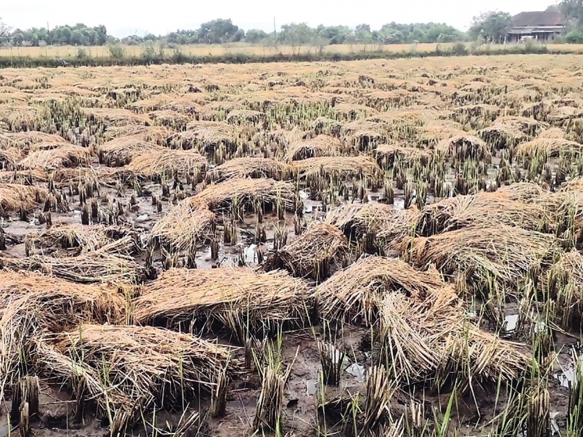 Crop damage due to heavy rainfall in the district; Farmers worried | जिल्ह्यात अतिवृष्टीने पिकाचे नुकसान; शेतकरी चिंतातुर