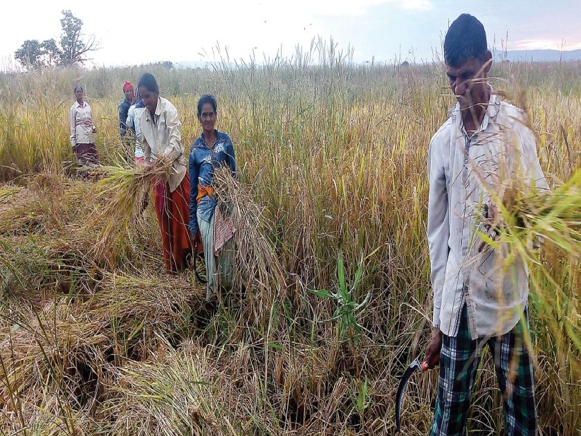 Farmers Metacuti Due to Climate Change; Large crop loss due to rainfall | हवामान बदलामुळे शेतकरी मेटाकुटीला; पावसाने मोठ्या प्रमाणात पिकाचे नुकसान