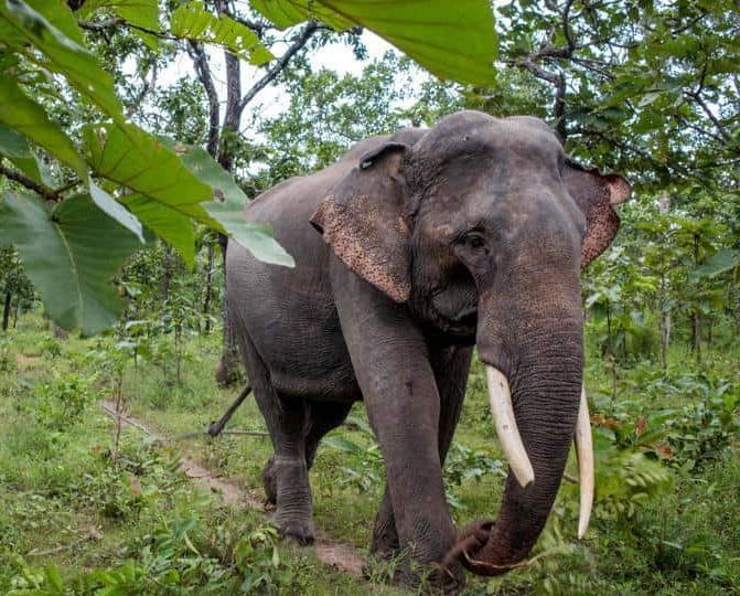 Six elephants from Tadoba left for Gujarat | ताडोबातील सहा हत्ती निघाले गुजरातला
