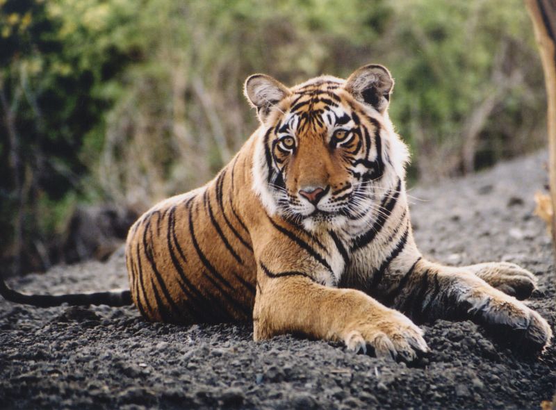 Tiger hunting in Pench; 3 suspects in custody | पेंचमध्ये वाघाची शिकार; ३ संशयित ताब्यात