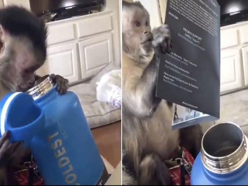 Monkey unboxes a water bottle gift pack video goes viral on social media | माकडाच्या हाती लागली भेटवस्तू; पण वापरायची कशी? यासाठी बघा केलं; व्हायरल व्हिडीओ