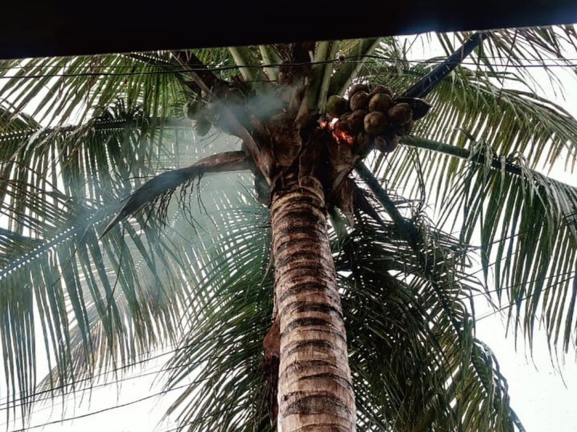 Lightning struck the trees on the kakade Palakhi; Warakari not hurt in Shirur | पालखीवरील झाडांवर वीज कोसळली; शिरूरमध्ये वारकरी बचावले