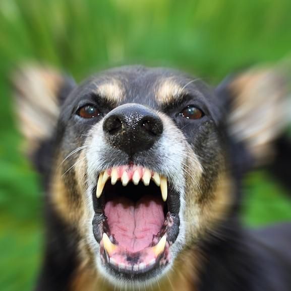 Dog bite to 23,000 people: Statistics in three years | २३ हजार लोकांना श्वानदंश : तीन वर्षातील आकडेवारी