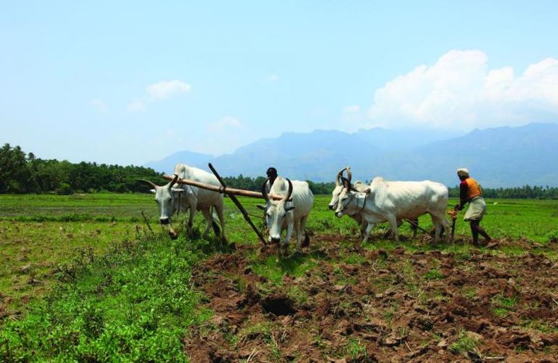 Rabi season is planned for 2.42 lakh hectares; Sow only on 2762 area | रब्बी हंगामाचे नियोजन अडीच लाख हेक्टर; पेरा मात्र २७६२ क्षेत्रावर