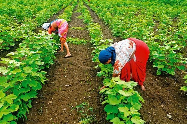 Government says good crop in Rabi season | शासन म्हणते रबी हंगामात पीक उत्तम