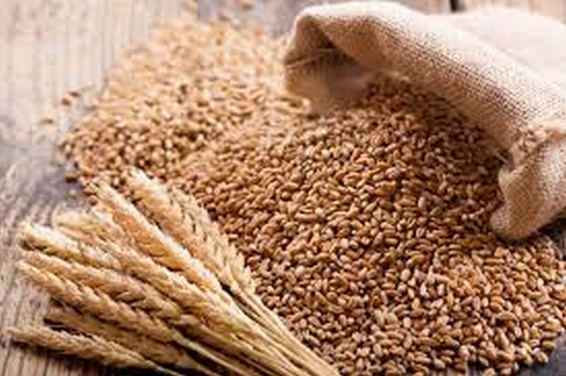 Rabi seed shortage in Buldana district! | बुलडाणा जिल्ह्यात रब्बी बियाण्यांचा तुटवडा!