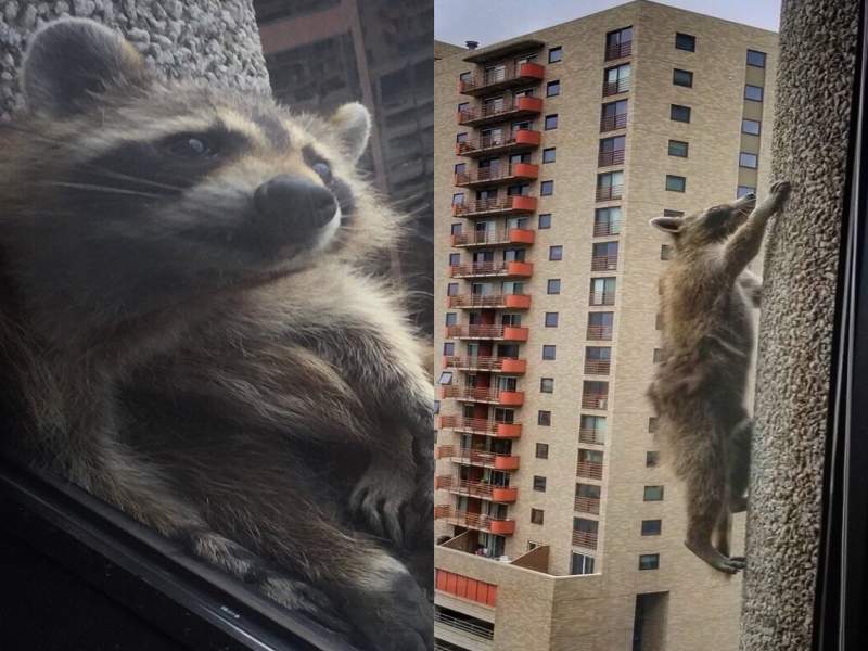 Raccoon conquers skyscraper; Americans breathe easier | अन् अमेरिकेचा जीव भांड्यात पडला, रॅकूनच्या थरारक चढाईमुळे थांबला देश