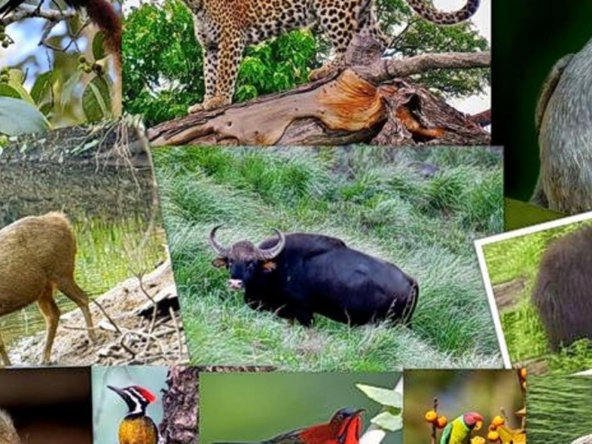World Wildlife Day: Kolhapur is known for its cows, elephants and tigers | World Wildlife Day : गवे, हत्ती, वाघांसाठी ओळखले जाते कोल्हापूरचे वनवृत्त