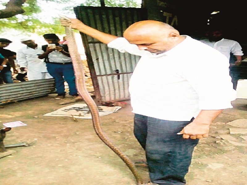 Eight-foot snake has been planted in Kolhar in Rahatya taluka | राहाता तालुक्यातील कोल्हारमध्ये आठ फुटी साप केला बाटलीबंद
