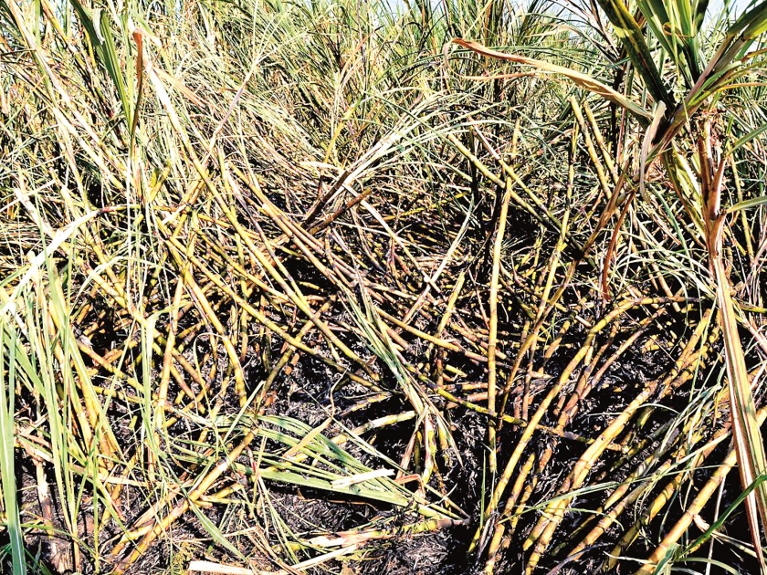 Due to the deficiency of MSEDCL, the 5 acres of sugarcane burned in Brahmini | महावितरणच्या हलगर्जीपणामुळे ब्राह्मणी येथे ५ एकरमधील ऊस जळाला