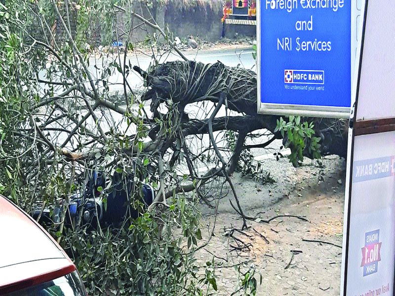 Chronic tree collapsed with bicycle collapse | जीर्ण वृक्ष अंगावर कोसळून दुचाकीस्वार जखमी